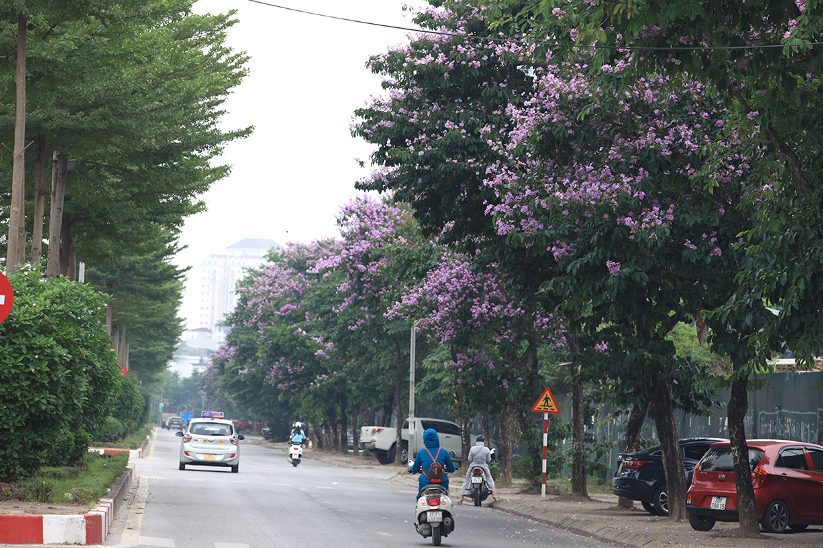 Ngắm con đường rực rỡ sắc tím hoa bằng lăng bên công viên Hòa Bình - Ảnh 5.