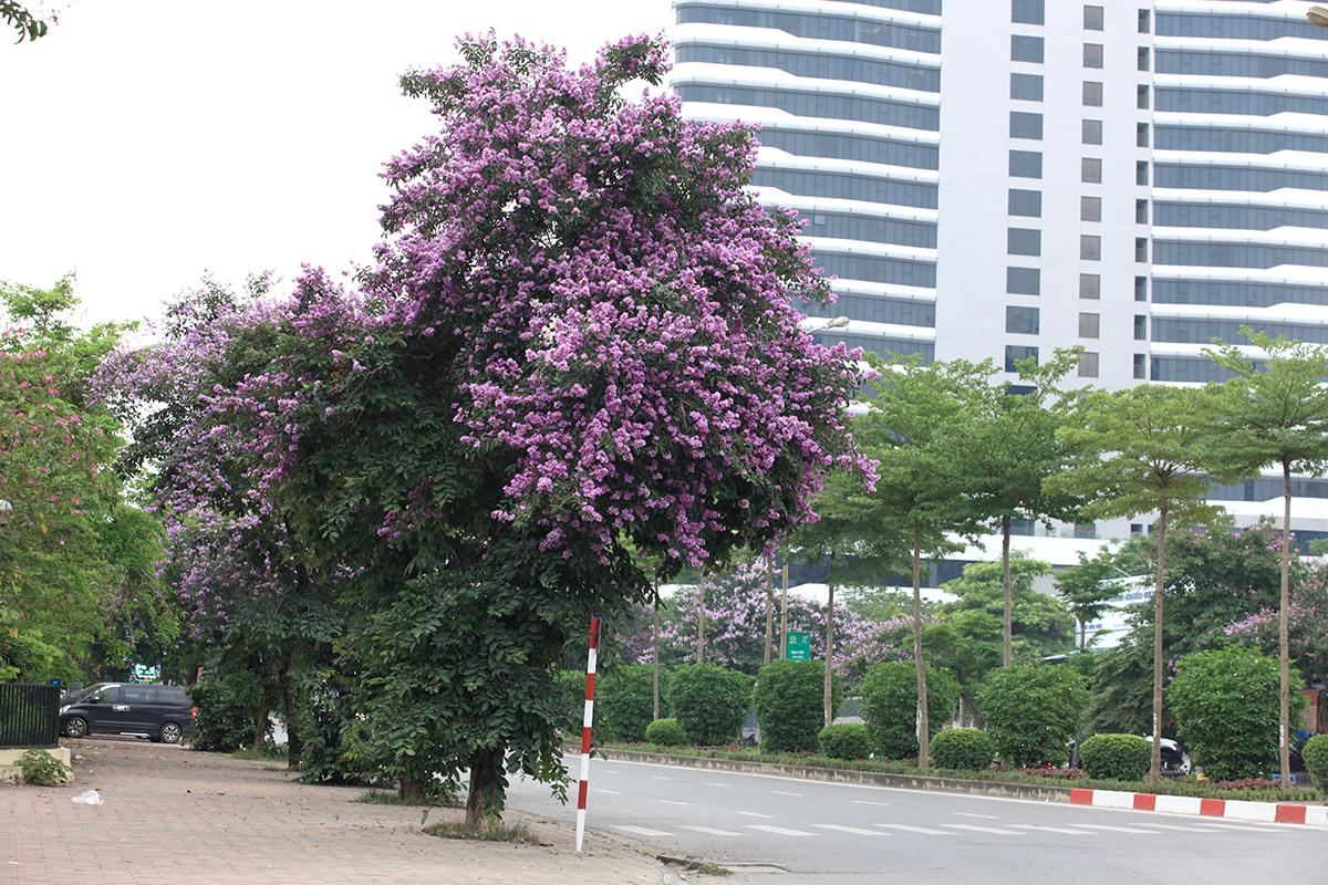 Ngắm con đường rực rỡ sắc tím hoa bằng lăng bên công viên Hòa Bình - Ảnh 8.