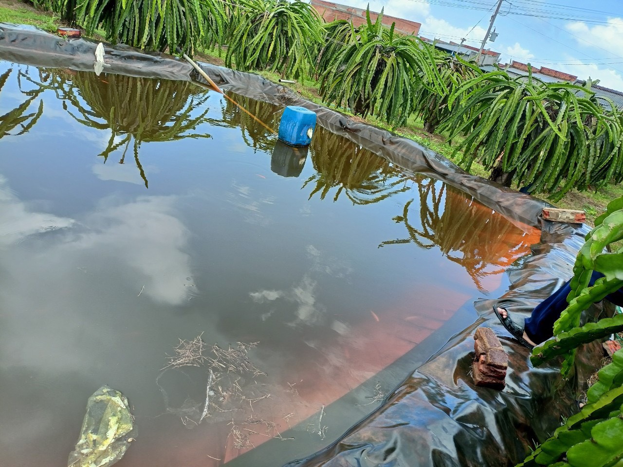 Hai em nhỏ tử vong v&igrave; rơi xuống ao trữ nước tưới thanh long - Ảnh 1.