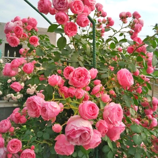 Chậu hoa hồng ngoại lâu không nở, chỉ cần 5 thao tác nhỏ này có thể thu hoạch cả vườn - Ảnh 1.