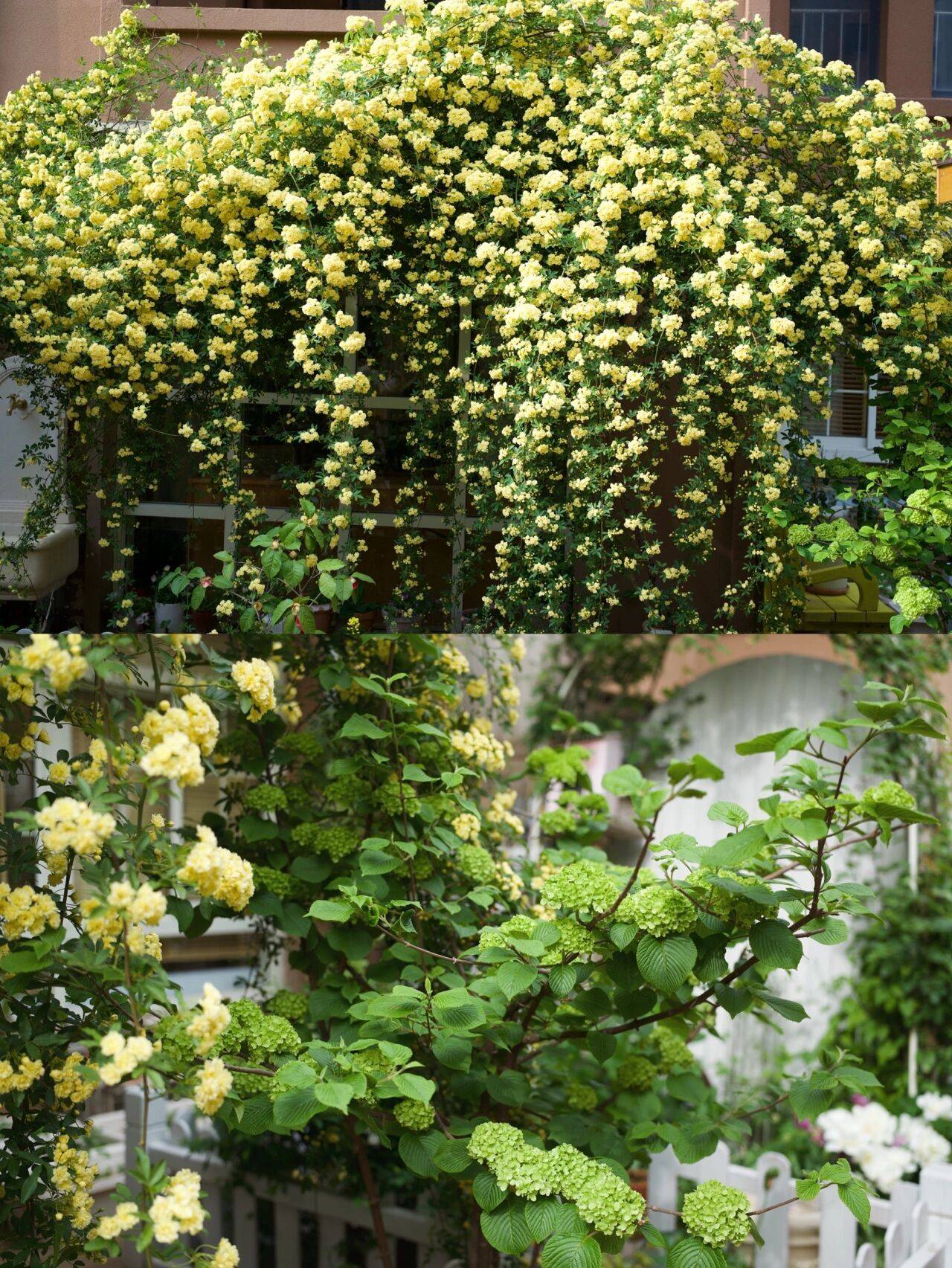 Ngẩn ngơ trước khu vườn nhà 60m² đẹp như tranh vẽ, thác hoa phủ vàng ruộm cả một góc - Ảnh 7.