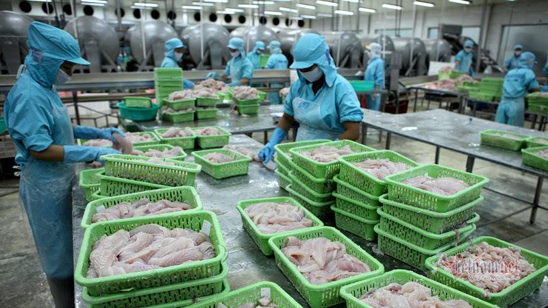 Loài cá nuôi đầy ở Việt Nam bán sang Châu Phi đắt gấp 2 lần xuất Mỹ, 3 lần đi Trung Quốc - Ảnh 1.