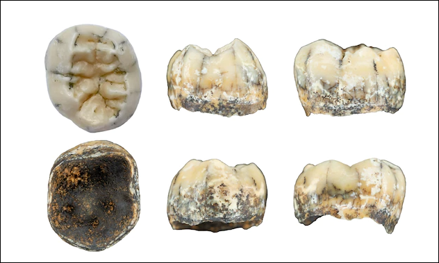 Phát hiện chiếc răng em bé 131.000 tuổi trên dãy Trường Sơn, các nhà khảo cổ ngỡ ngàng về quá khứ loài người cổ xưa ở Đông Nam Á - Ảnh 3.
