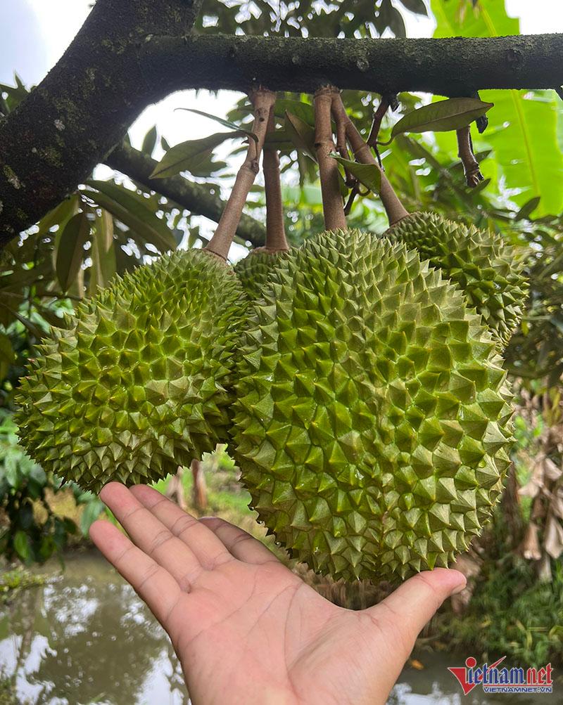 Khu vườn sầu riêng Musang King sai trĩu cành, chờ chín rụng bán 3 triệu/quả - Ảnh 3.