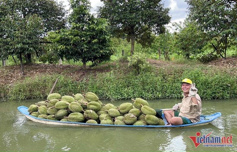 Trung Quốc ‘ăn hàng’: Đang phải đổ bỏ bất ngờ đắt hàng, nông dân lãi đậm - Ảnh 1.