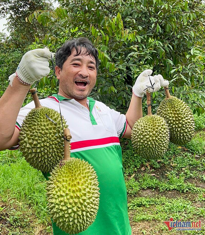 Khu vườn sầu riêng Musang King sai trĩu cành, chờ chín rụng bán 3 triệu/quả - Ảnh 6.