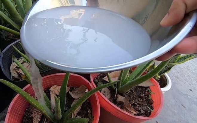 Tưới loại nước này cho hoa chẳng khác gì giết chúng, tưới buổi sáng tối cây héo rũ - Ảnh 2. Tưới loại nước này cho hoa chẳng khác gì giết chúng, tưới buổi sáng tối cây héo rũ - Ảnh 2.