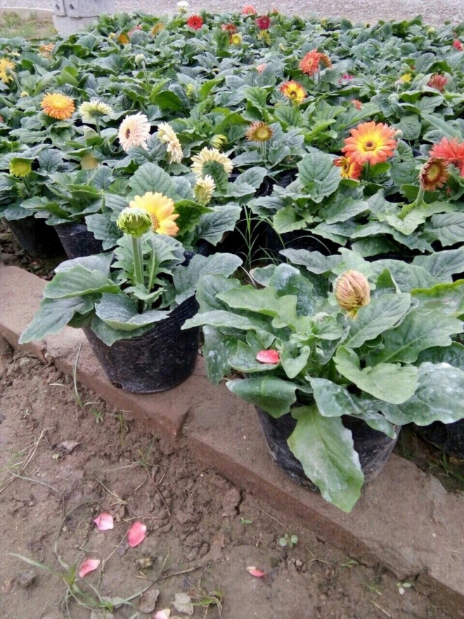 Phòng khách có 4 loại hoa may mắn này lộc đổ ào ào, nghe tên đã thấy mùi tiền - Ảnh 1. Phòng khách có 4 loại hoa may mắn này lộc đổ ào ào, nghe tên đã thấy mùi tiền - Ảnh 1.