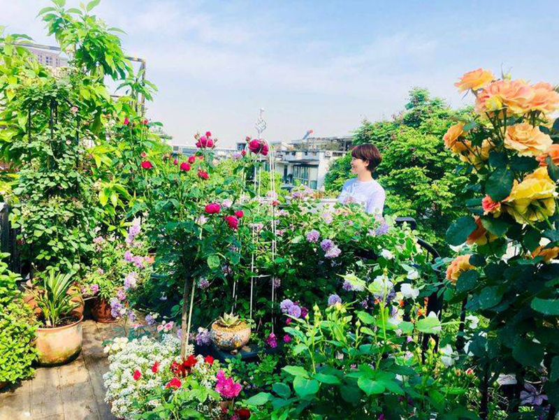 Khu vườn sân thượng độc đáo 2 tầng, tầng trên là hoa hồng rực rỡ, tầng dưới muôn hoa đua nở 4 mùa - Ảnh 1. Khu vườn sân thượng độc đáo 2 tầng, tầng trên là hoa hồng rực rỡ, tầng dưới muôn hoa đua nở 4 mùa - Ảnh 1.