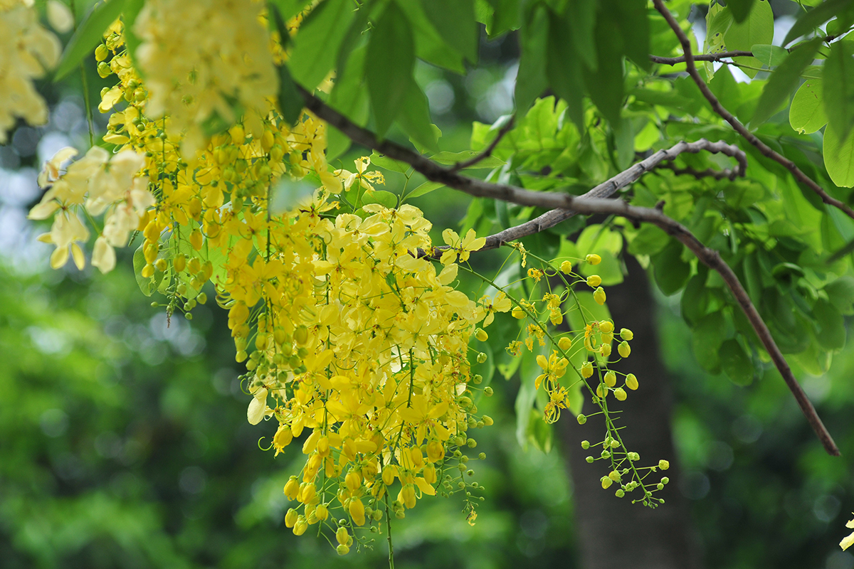 Muồng hoàng yến nở rộ, nhuộm vàng con đường ven hồ Tây - Ảnh 3.