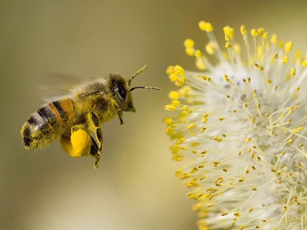 Uống phấn hoa mật ong trước khi ngủ có tốt không? - Ảnh 1.