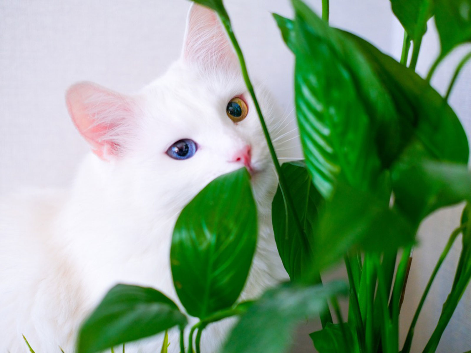 cần phải loại bỏ ngay ra khỏi nhà mà bạn cần nhớ - Ảnh 12. cần phải loại bỏ ngay ra khỏi nhà mà bạn cần nhớ - Ảnh 12.