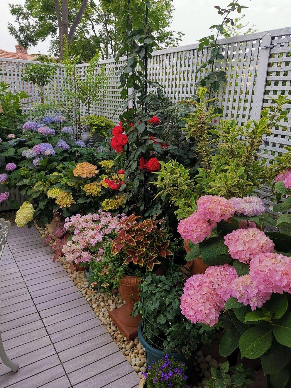Khu vườn sân thượng 40m² được mẹ đảm thành phố tự tay làm từ A đến Z, khiến bạn ngắm từ lúc bình minh đến đêm muộn cũng không biết chán - Ảnh 4.