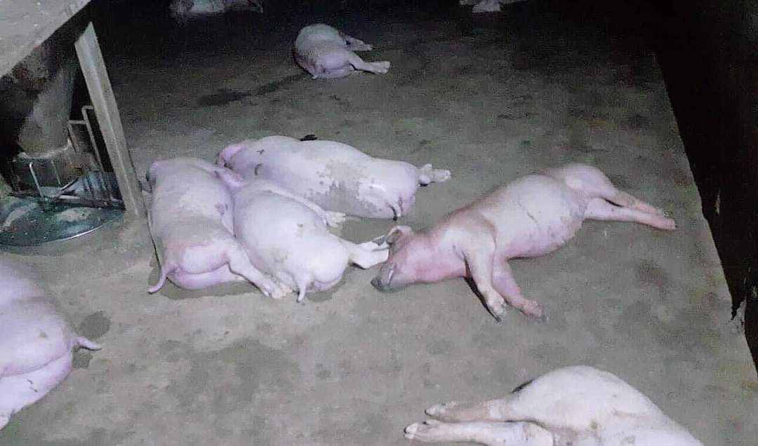 12 con lợn của một gia đình Ở Hà Tĩnh bị sét đánh chết - Ảnh 2.