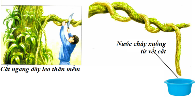 Làm thế nào để có nước duy trì sự sống nếu chẳng may bị rơi xuống vực sâu? - Ảnh 5.