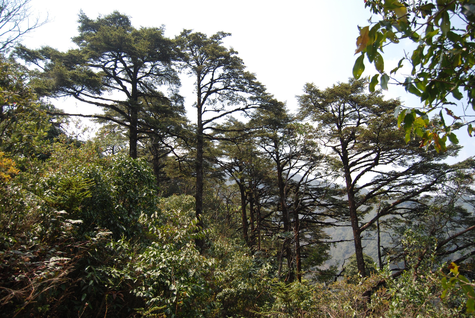 Chi&ecirc;m ngưỡng danh mộc cổ thụ đặc biệt qu&yacute; hiếm ở Vườn quốc gia Ho&agrave;ng Li&ecirc;n - Ảnh 2.