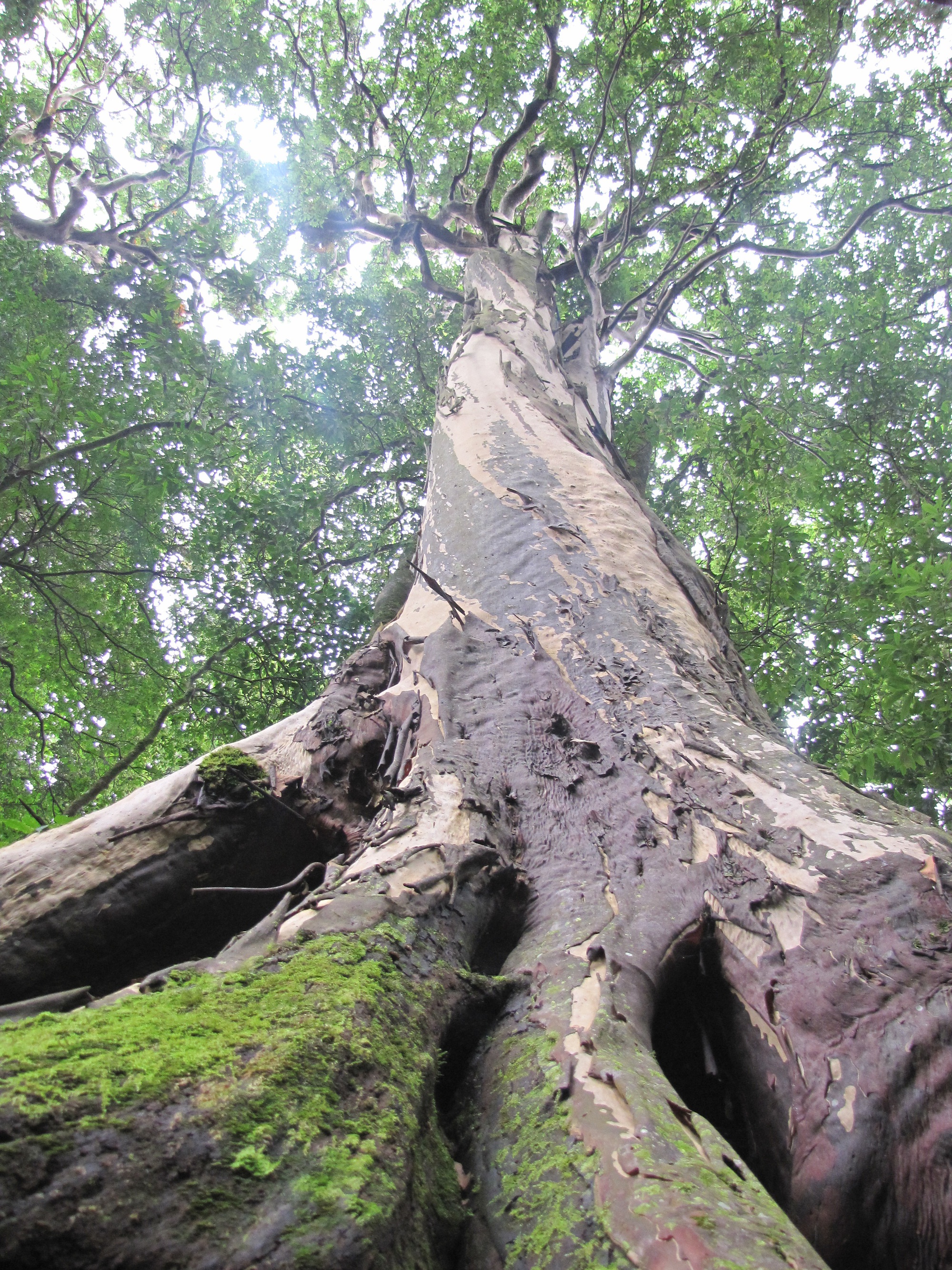 Chi&ecirc;m ngưỡng danh mộc cổ thụ đặc biệt qu&yacute; hiếm ở Vườn quốc gia Ho&agrave;ng Li&ecirc;n - Ảnh 7.