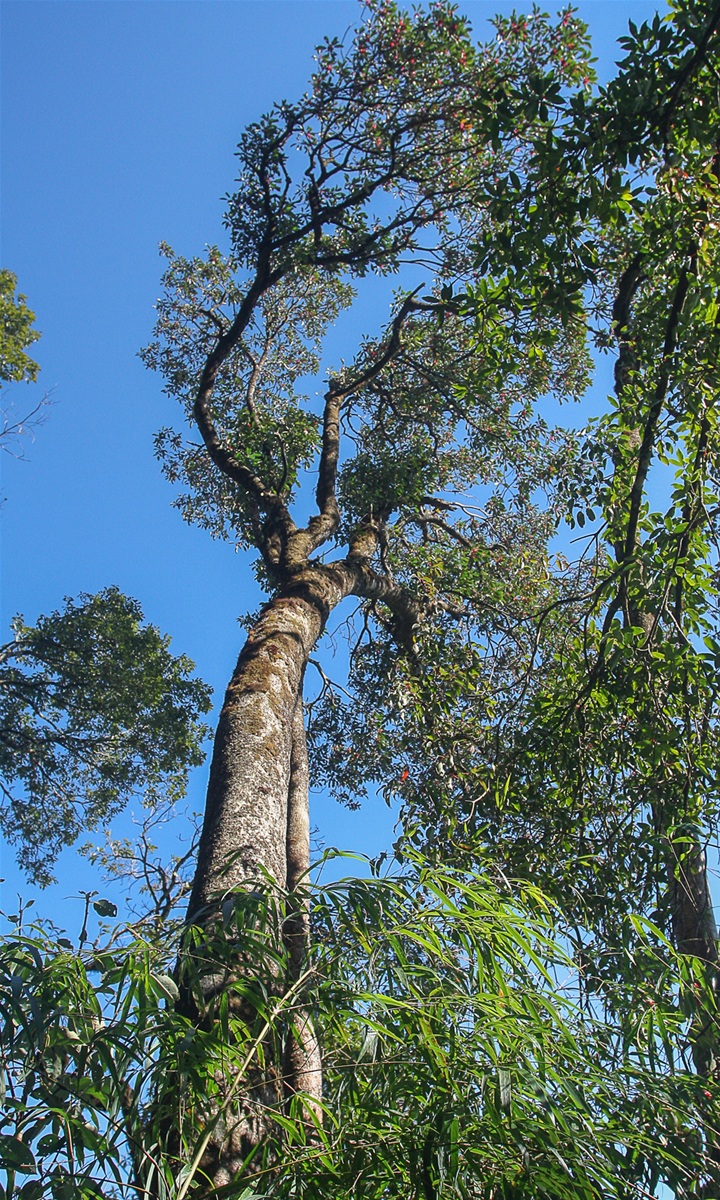 Chi&ecirc;m ngưỡng danh mộc cổ thụ đặc biệt qu&yacute; hiếm ở Vườn quốc gia Ho&agrave;ng Li&ecirc;n - Ảnh 5.