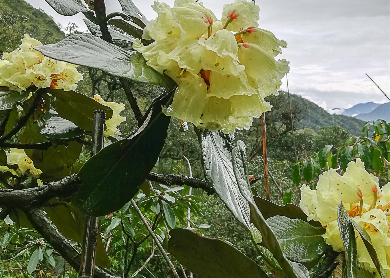 Chi&ecirc;m ngưỡng danh mộc cổ thụ đặc biệt qu&yacute; hiếm ở Vườn quốc gia Ho&agrave;ng Li&ecirc;n - Ảnh 1.