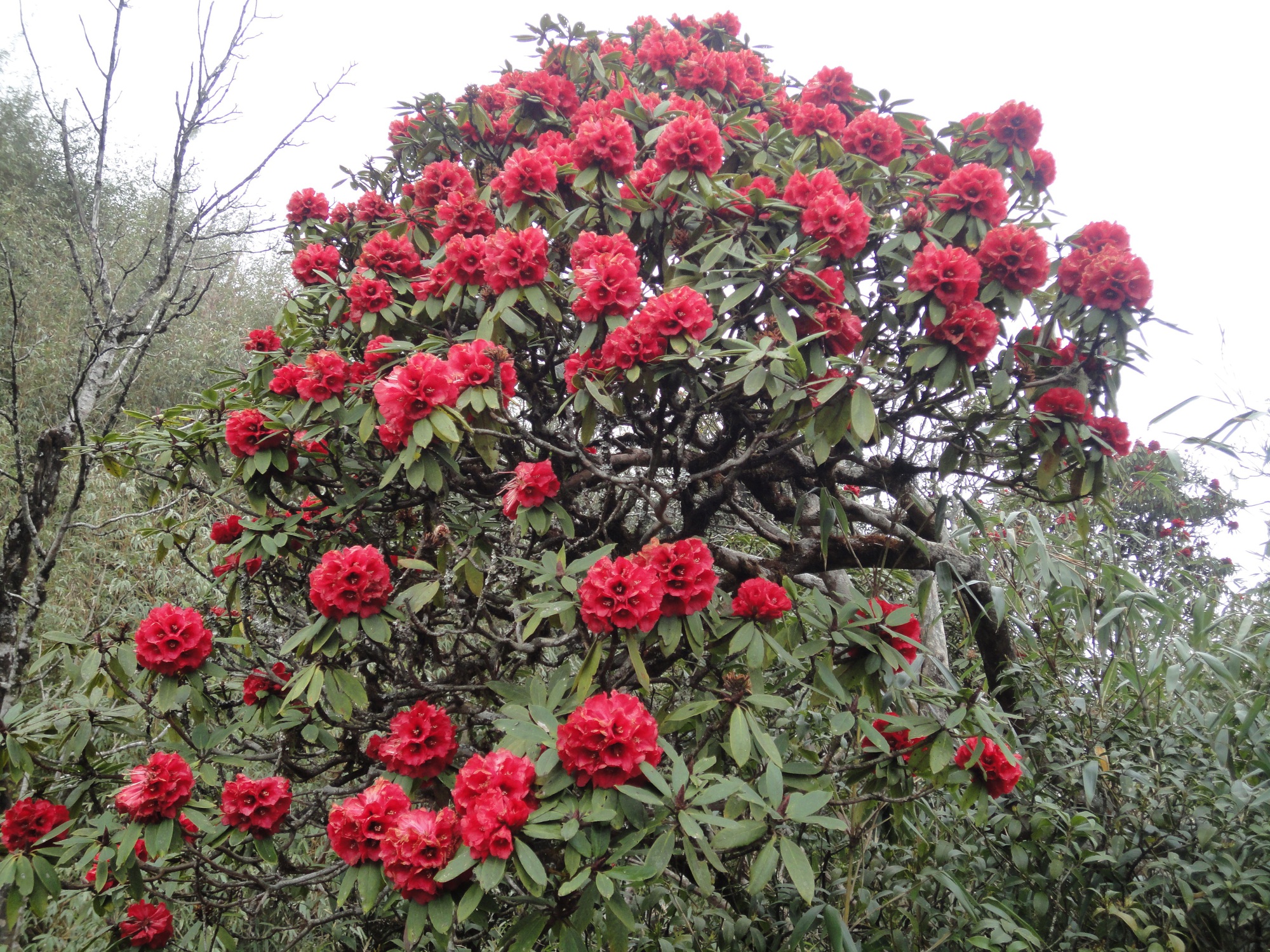 Chi&ecirc;m ngưỡng danh mộc cổ thụ đặc biệt qu&yacute; hiếm ở Vườn quốc gia Ho&agrave;ng Li&ecirc;n - Ảnh 4.