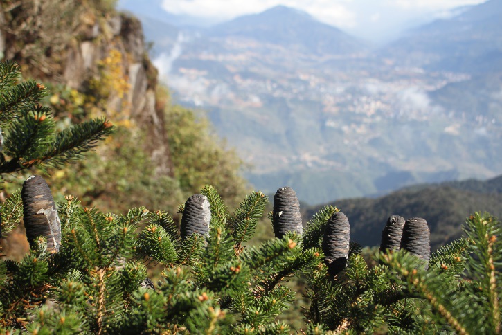 Chi&ecirc;m ngưỡng danh mộc cổ thụ đặc biệt qu&yacute; hiếm ở Vườn quốc gia Ho&agrave;ng Li&ecirc;n - Ảnh 3.