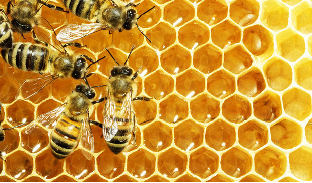 Thứ mật ong “phản tác dụng”, là nguyên nhân gây bệnh tiểu đường, tim mạch, béo phì và phá hỏng đường tiêu hoá… rất có thể bạn chưa biết - Ảnh 2.