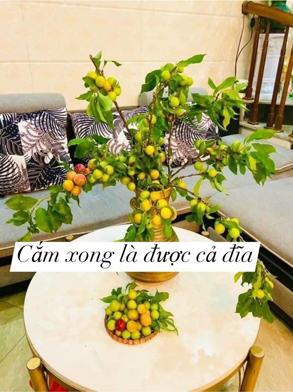 Chị em ở Hà Nội lại rộ mốt cắm cành quả mận, vừa đẹp nhà mà khi thèm còn &quot;vặt&quot; chấm muối ớt ăn được liền - Ảnh 7.