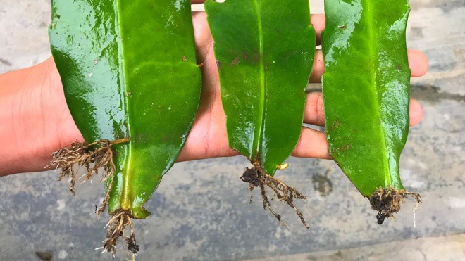 3 loại hoa sẽ sinh con đẻ cái, cành lá cắt đôi ném xuống đất cũng sống tốt - Ảnh 5. 3 loại hoa sẽ sinh con đẻ cái, cành lá cắt đôi ném xuống đất cũng sống tốt - Ảnh 5.