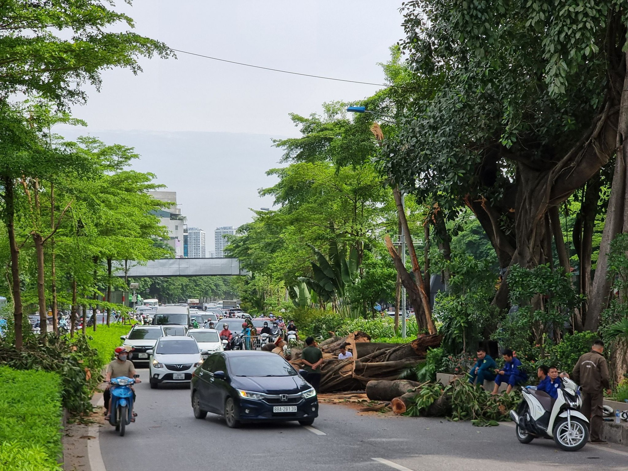 Cây đa trăm tuổi được bảo tồn khi làm đường nghìn tỷ bất ngờ gãy nhánh lớn - Ảnh 4.