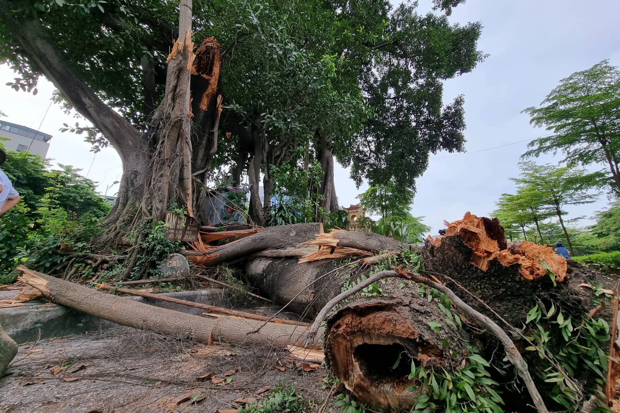 Cây đa trăm tuổi bị gãy nhánh: Sẽ rà soát &quot;sức khỏe&quot; của cây - Ảnh 2.