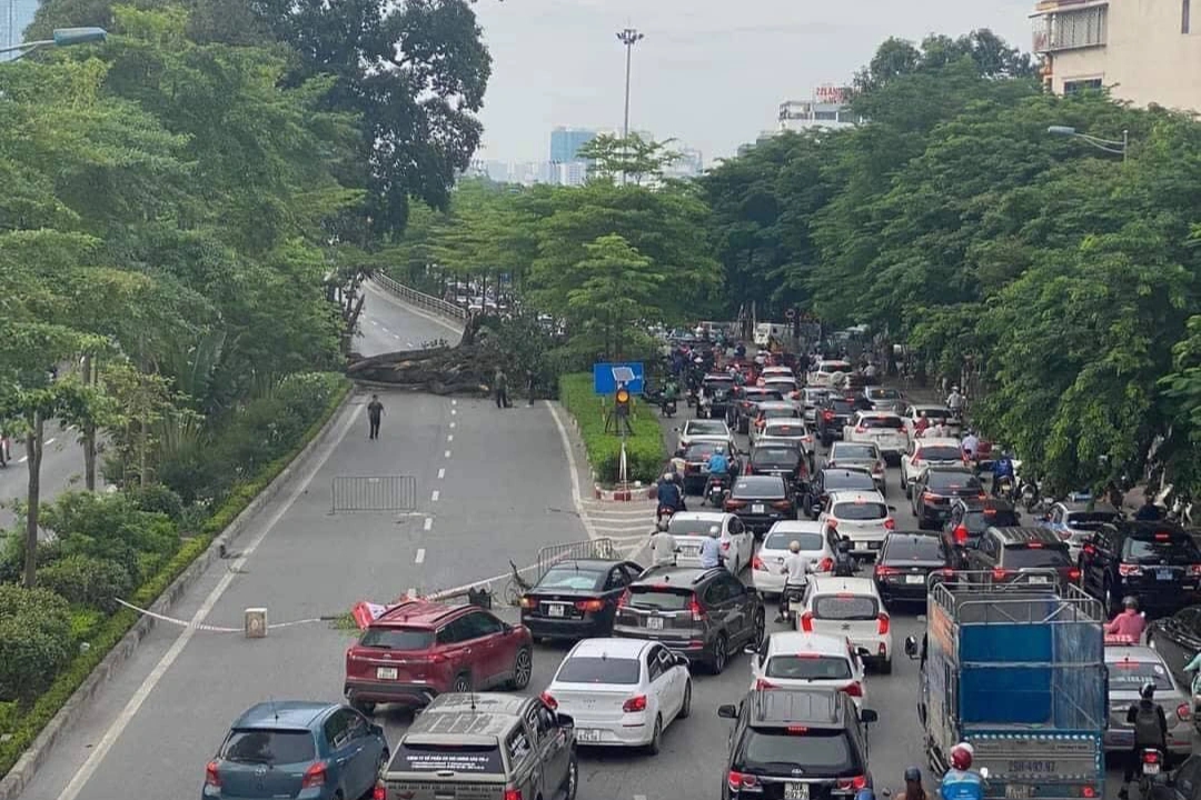 Cây đa trăm tuổi được bảo tồn khi làm đường nghìn tỷ bất ngờ gãy nhánh lớn - Ảnh 1.