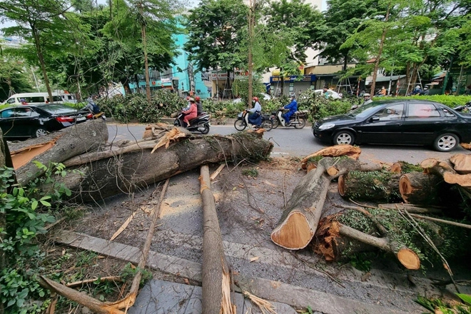 Cây đa trăm tuổi bị gãy nhánh: Sẽ rà soát &quot;sức khỏe&quot; của cây - Ảnh 4.