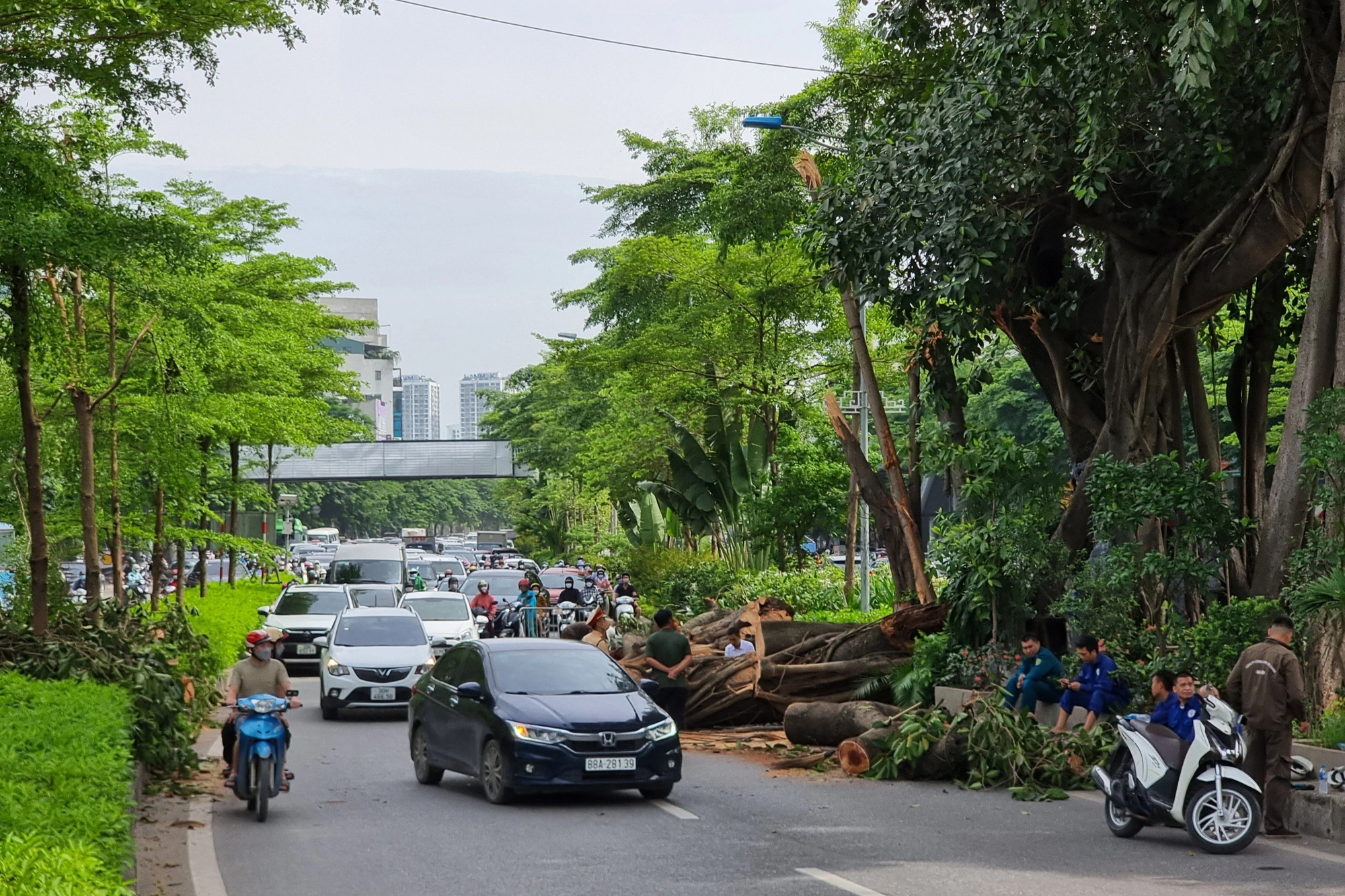 Cây đa trăm tuổi bị gãy nhánh: Sẽ rà soát &quot;sức khỏe&quot; của cây - Ảnh 5.