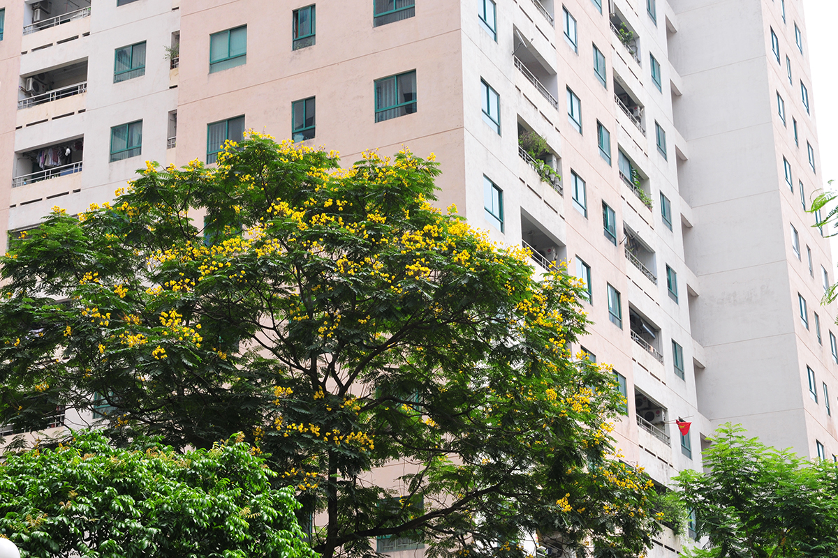 Ngắm đường phố Hà Nội rực rỡ sắc vàng hoa điệp nở - Ảnh 8.