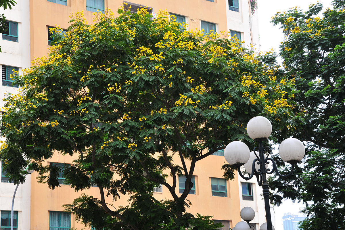 Ngắm đường phố Hà Nội rực rỡ sắc vàng hoa điệp nở - Ảnh 9.