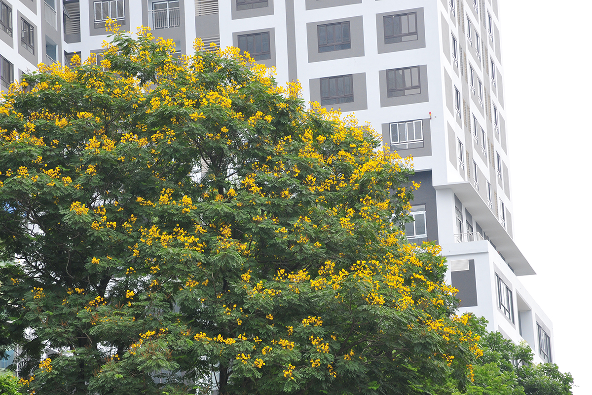Ngắm đường phố Hà Nội rực rỡ sắc vàng hoa điệp nở - Ảnh 4.