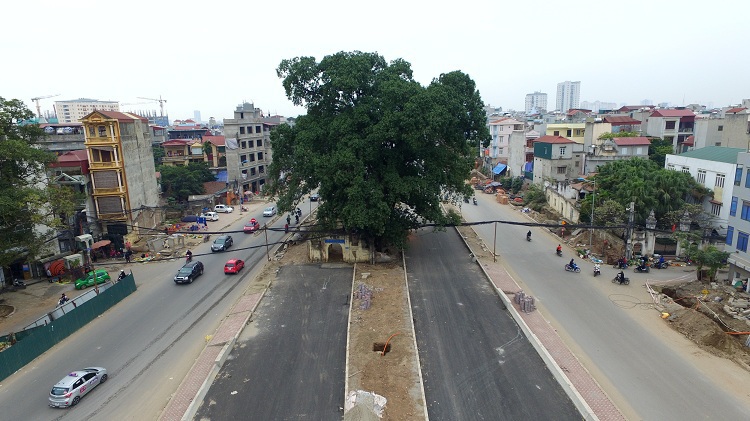 Cây đa trăm tuổi được bảo tồn khi làm đường nghìn tỷ bất ngờ gãy nhánh lớn - Ảnh 6.