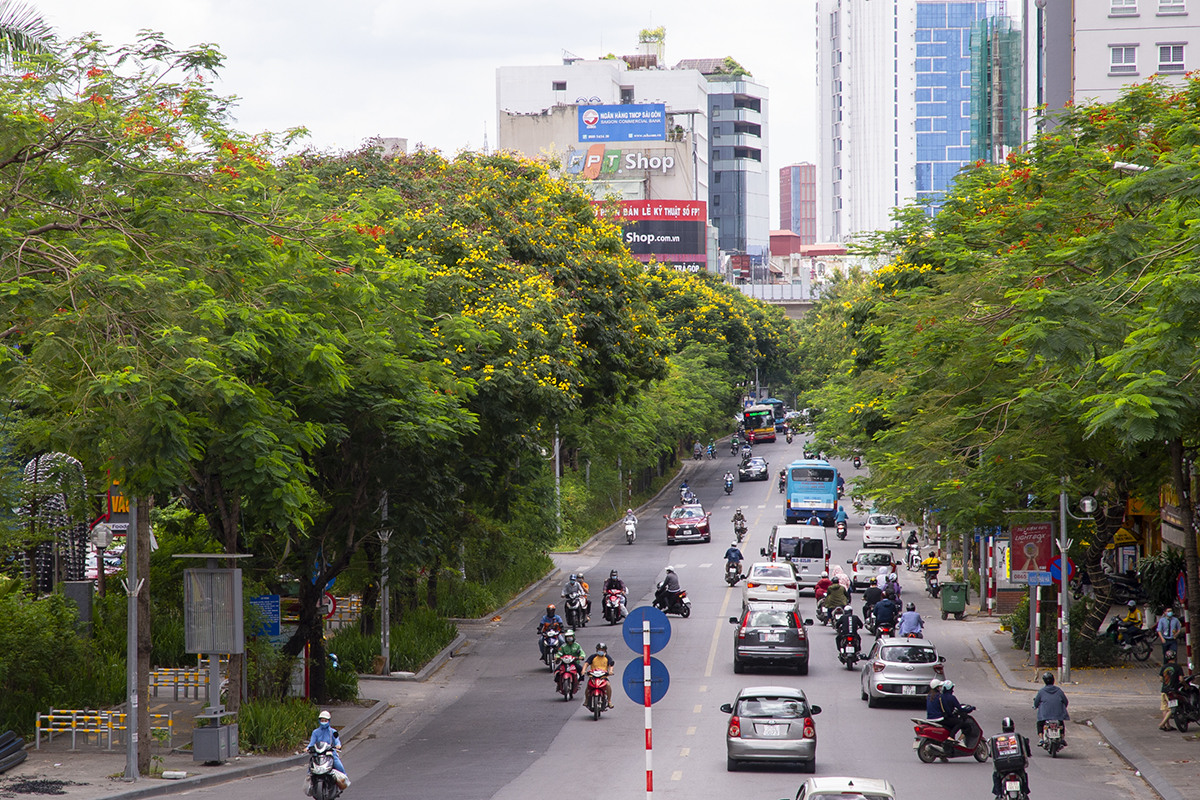 Ngắm đường phố Hà Nội rực rỡ sắc vàng hoa điệp nở - Ảnh 3.