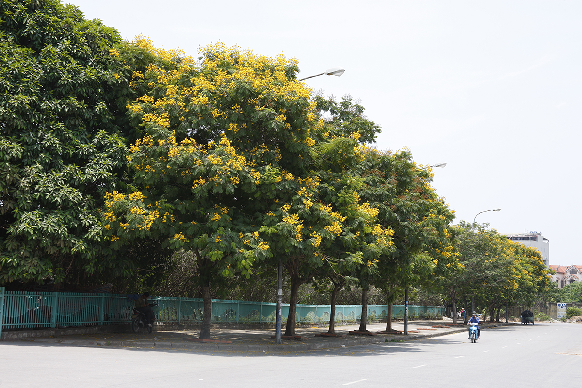 Ngắm đường phố Hà Nội rực rỡ sắc vàng hoa điệp nở - Ảnh 2.
