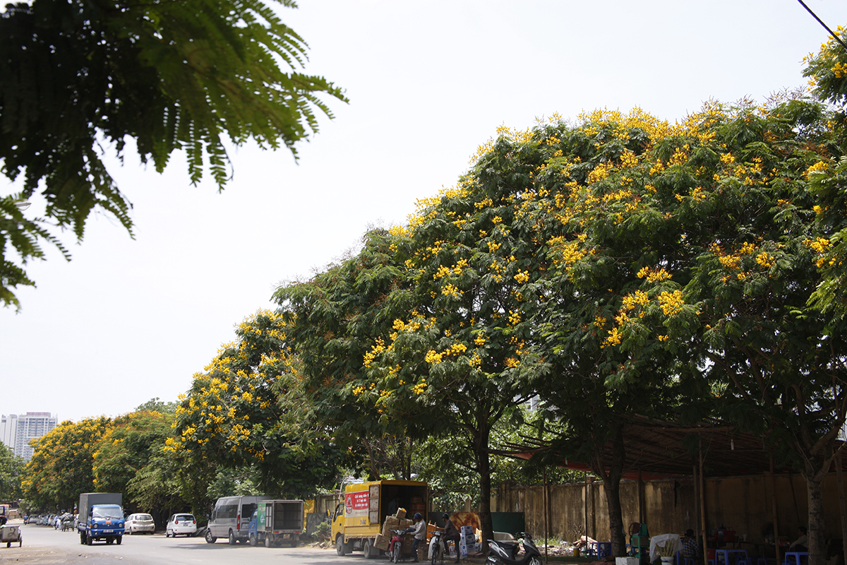 Ngắm đường phố Hà Nội rực rỡ sắc vàng hoa điệp nở - Ảnh 6.
