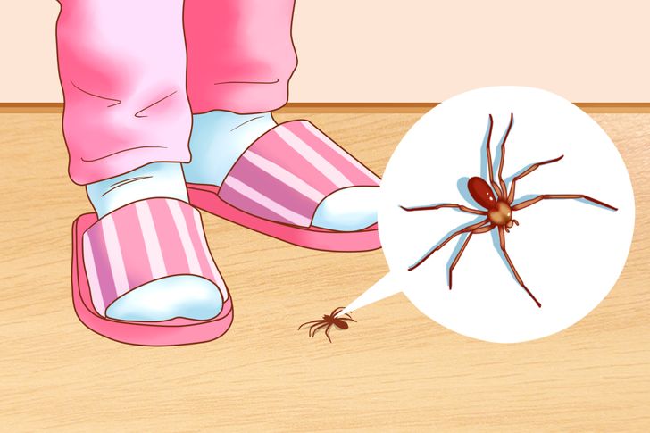 Đuổi gọn côn trùng gián, nhện, kiến,... trong nhà với 7 mẹo vặt đơn giản - Ảnh 5.