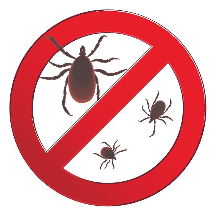 Đuổi gọn côn trùng gián, nhện, kiến,... trong nhà với 7 mẹo vặt đơn giản - Ảnh 3.
