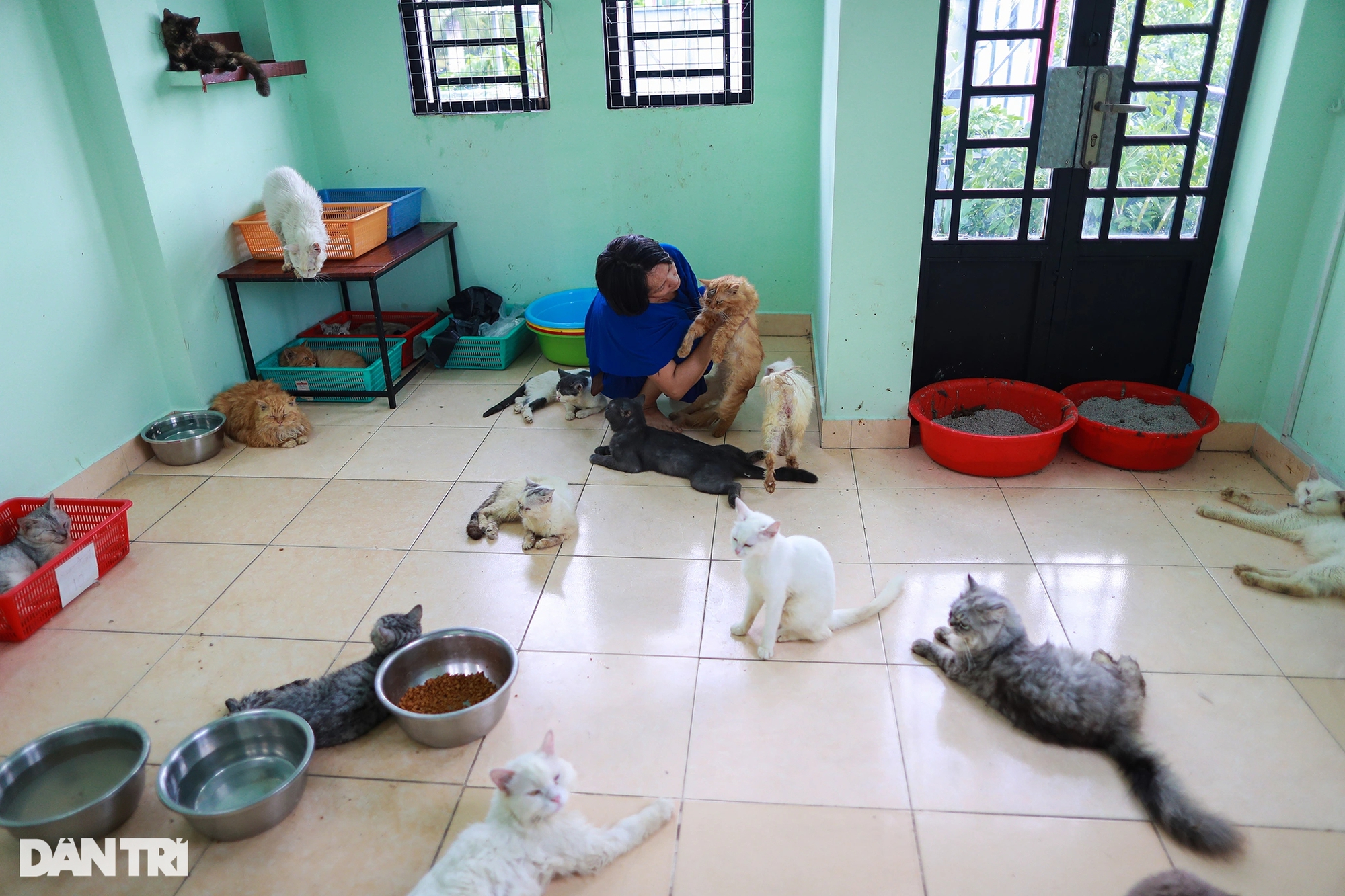 &quot;Người mẹ gàn dở&quot; nuôi hơn 500 chú chó, mèo được cứu mạng từ lò mổ - Ảnh 2.