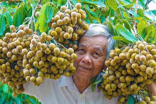 Lão nông sở hữu hai giống nhãn lạ siêu trái, bán 1,5 triệu đồng/nhánh