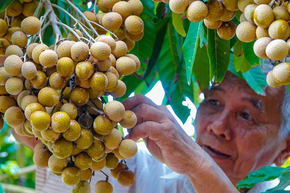 Lão nông sở hữu hai giống nhãn lạ siêu trái, bán 1,5 triệu đồng/nhánh - Ảnh 3.