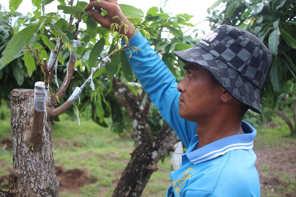 Lão nông sở hữu hai giống nhãn lạ siêu trái, bán 1,5 triệu đồng/nhánh - Ảnh 8.