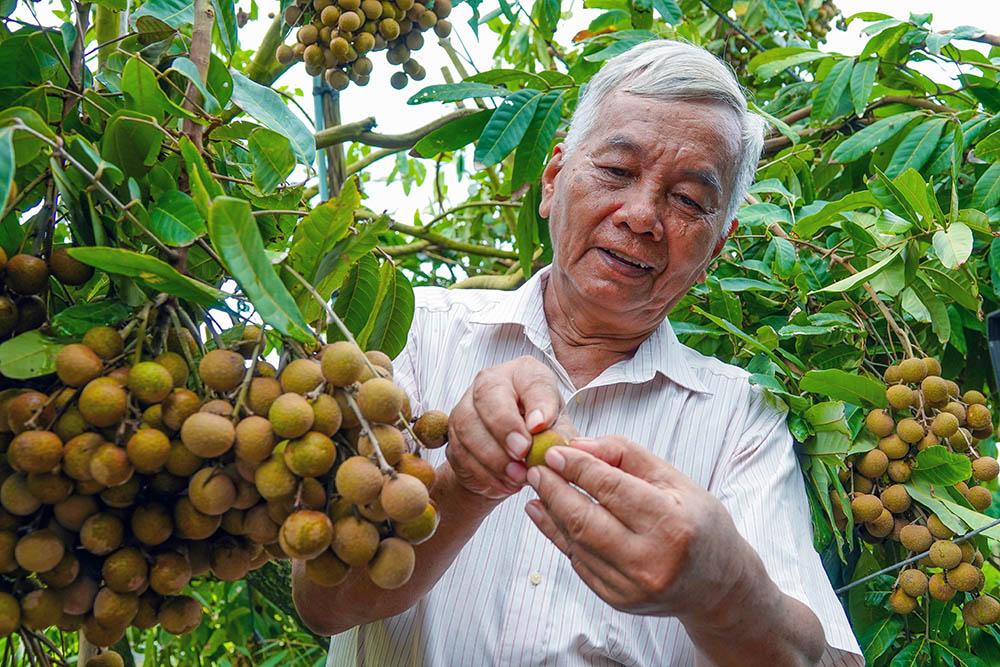 Lão nông sở hữu hai giống nhãn lạ siêu trái, bán 1,5 triệu đồng/nhánh - Ảnh 6.