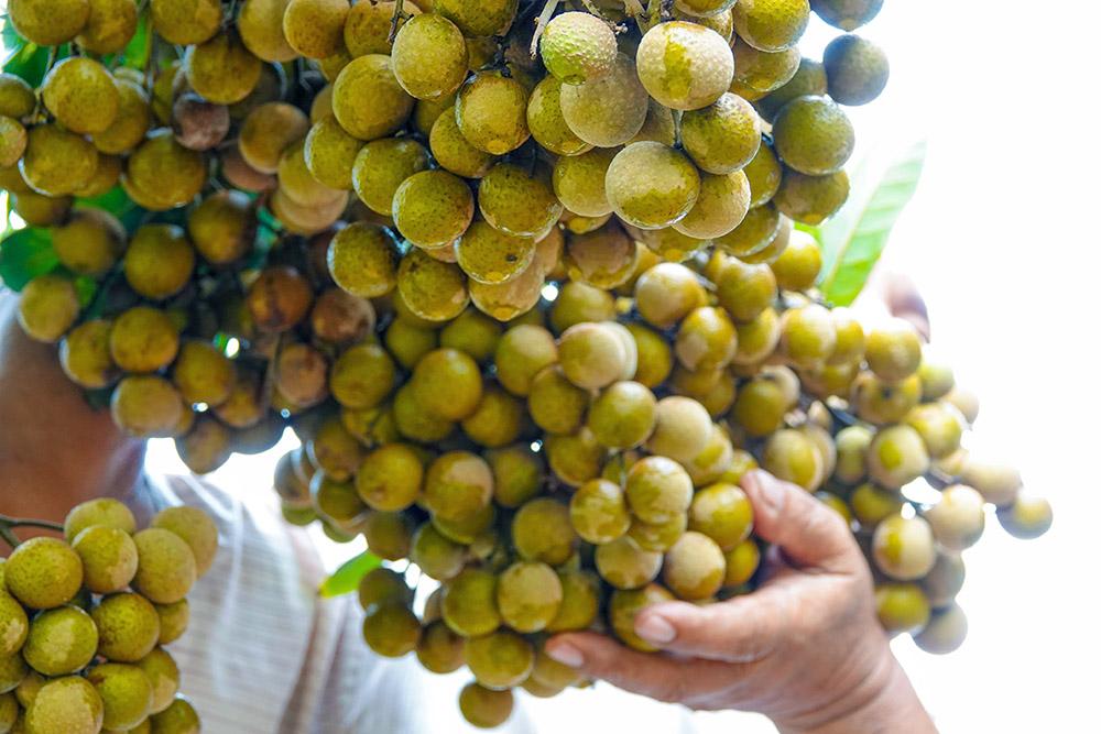Lão nông sở hữu hai giống nhãn lạ siêu trái, bán 1,5 triệu đồng/nhánh - Ảnh 9.