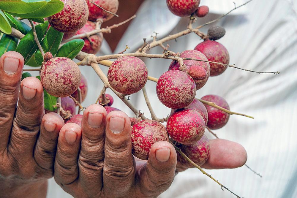 Lão nông sở hữu hai giống nhãn lạ siêu trái, bán 1,5 triệu đồng/nhánh - Ảnh 11.