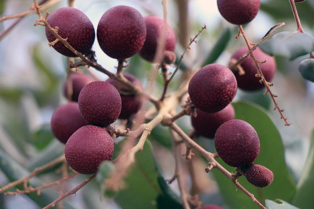 Lão nông sở hữu hai giống nhãn lạ siêu trái, bán 1,5 triệu đồng/nhánh - Ảnh 13.